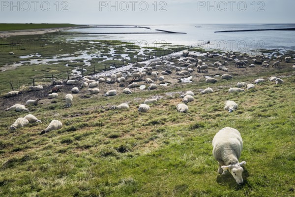 Sheep on the dyke, Rantum Basin, cycle tour, tourism, travel, North Sea, island, Sylt, Germany,