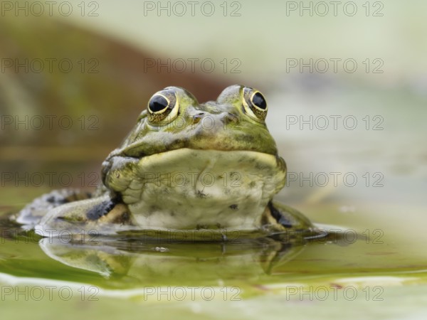 Green frog (Pelophylax esculentus) Portrai, North Rhine-Westphalia, Germany, Europe