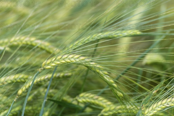 Barley field, ears of barley (Hordeum vulgare) unripe, Baden-Württemberg, Germany, Europe