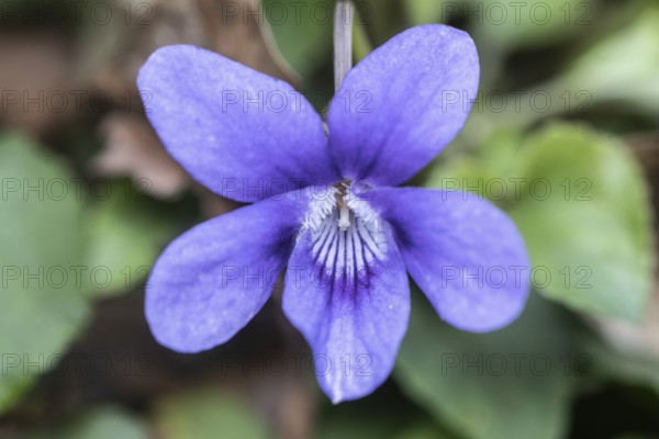 Heath dog-violet (Viola canina), North Rhine-Westphalia, Germany, Europe