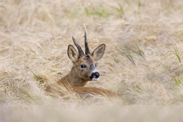European roe deer (Capreolus capreolus) buck, male with deformed antlers showing distorted spike in