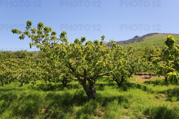 A landscape with green fruit trees in front of a mountain under a clear blue sky, cherry trees,