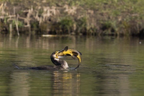Cormorant in the water devouring a tench (Tinca tinca), Hesse, Germany, Europe