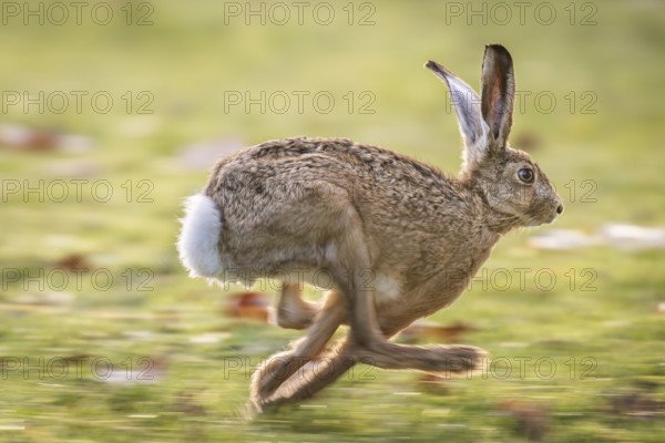 European hare (Lepus europaeus) on the run, running fast, Stuttgart, Rosensteinpark,