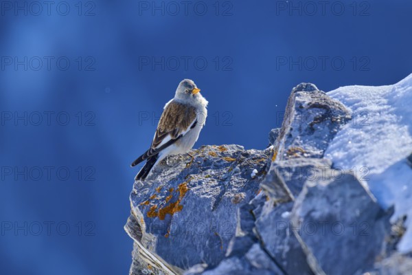 Snowfinch (Montifringilla nivalis), on rocky ground, surrounded by snow and blue sky, Gemmi Pass,