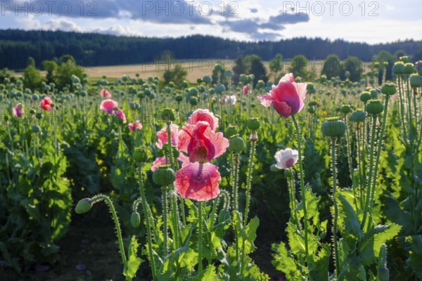 Poppy, (Papaver somniferum), poppy field, Waldviertel grey poppy, poppy village Armschlag,