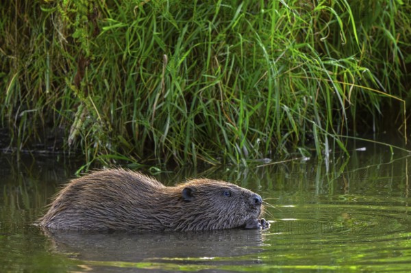 Eurasian beaver, European beaver (Castor fiber) eating water plant along reed bed, reedbed in
