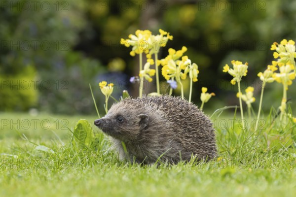 European hedgehog (Erinaceus europaeus) adult animal on a garden lawn in spring with flowering