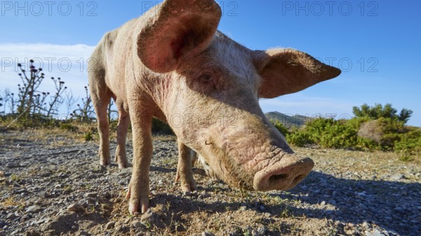 A curious pig explores the arid landscape, farm animals, Mani Peninsula, Peloponnese, Greece,