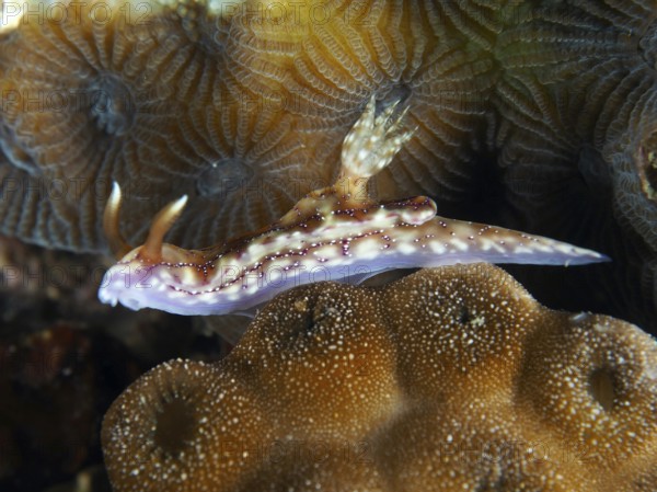 A nudibranch with a patterned body, volcano star snail (Hypselodoris krakatoa), on corals, dive