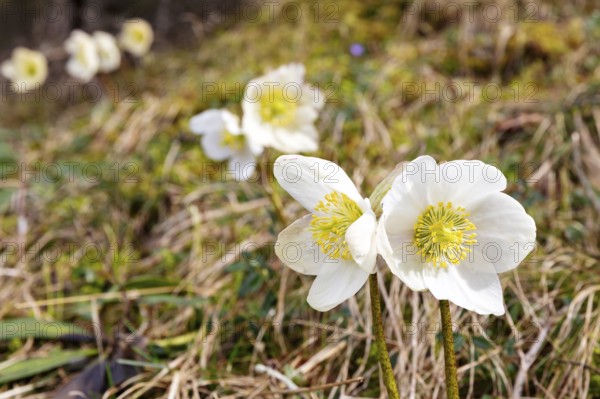 Two white flowers with a yellow centre in a meadow, other blurred flowers in the background,