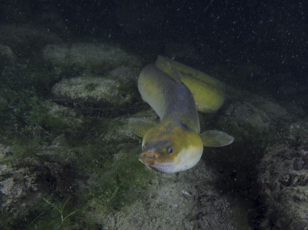 European eel (Anguilla anguilla) swimming on the river bottom, surrounded by rocks and algae in