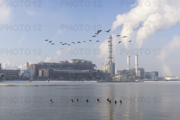 BASF plant site on the banks of the Rhine, chemical company, Canada geese, foggy mood,