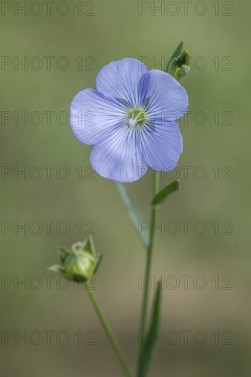 Flax (Linum ustatissimum), Emsland, Lower Saxony, Germany, Europe