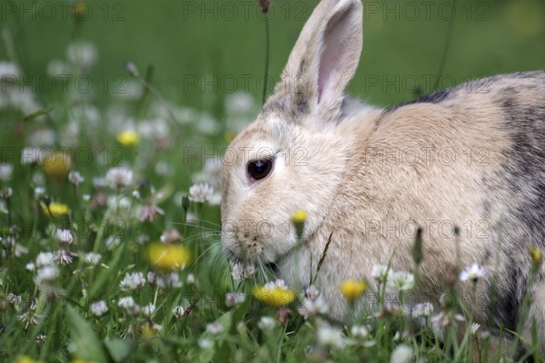 Rabbit (Oryctolagus cuniculus domestica), meadow, clover, Easter, close-up of a rabbit in the