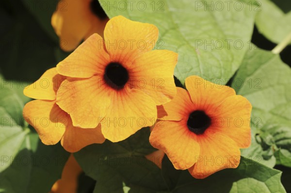Black-eyed susan vine (Thunbergia alata), flowers, ornamental plant, North Rhine-Westphalia,