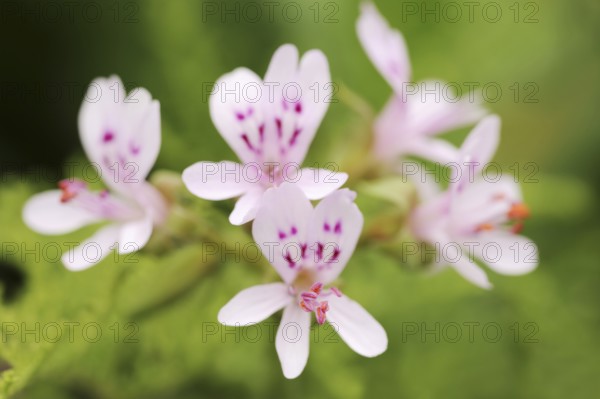 Delicate scented geranium (Pelargonium denticulatum), flowers, native to Africa
