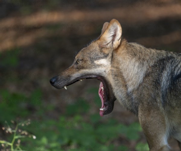 Wolf (Canis lupus) yawning, teeth visible, Germany, Europe