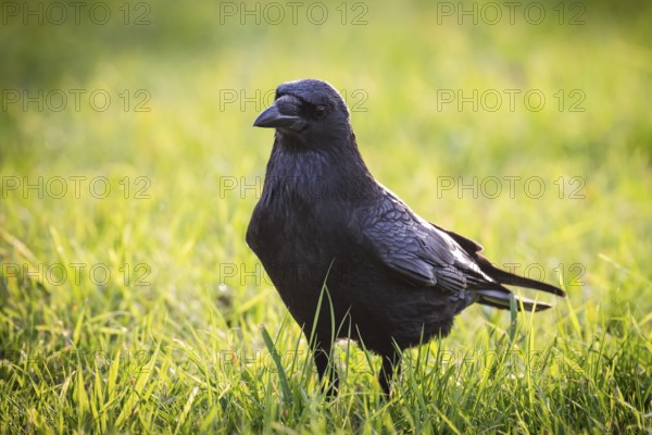Raven (Corvus corax) on a meadow, Rosensteinpark, Stuttgart, Baden-Württemberg, Germany, Europe