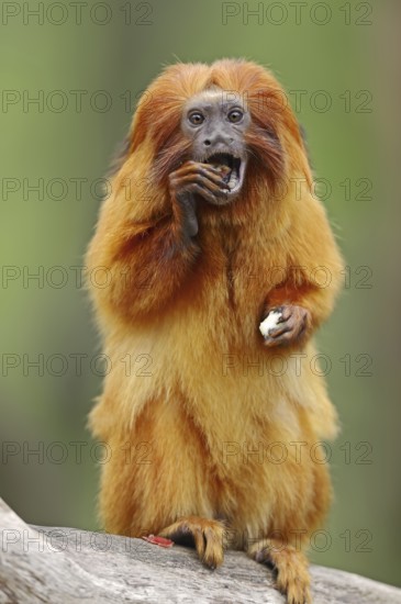 Golden lion tamarin (Leontopithecus rosalia), captive, occurrence in Brazil