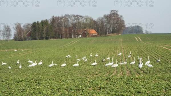 Flocks of birds, swans, graze and damage crops in winter in Ystad municipality, southern Skåne
