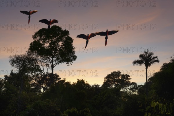 Flock of Scarlet Macaws (Ara macao) flying over the tropical forest at sunrise, Alta Floresta,