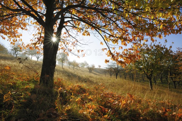 Old orchard meadow in autumn, cherry tree with autumn colours, sun shining through the leaves,