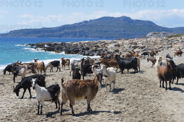 Goats on the sandy coastline with a view of the blue sea and mountains in the background, Paralia