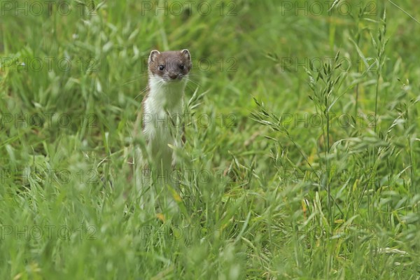Ermine (Mustela erminea), large weasel
