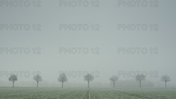View of a row of trees standing at the roadside in the fog, field, landscape photo, nature photo,