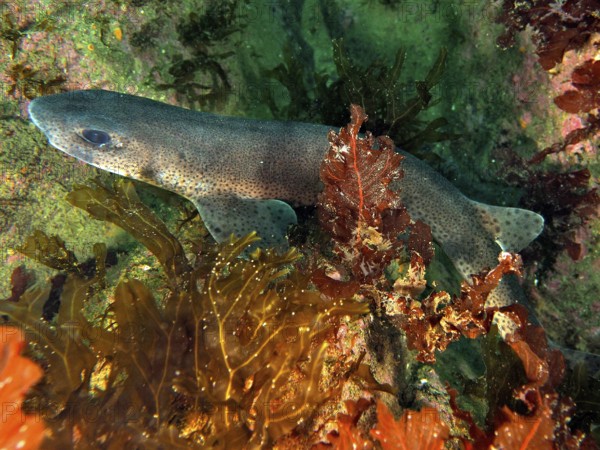 A small-spotted catshark (Scyliorhinus canicula) swims between colourful algae and rocks on the