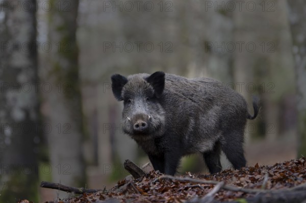 Wild boar (Sus scrofa), strong boar, Daun, Germany, Europe