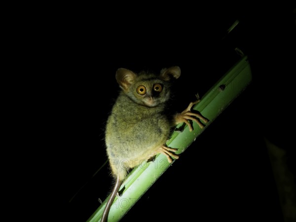 Tarsier (Tarsiidae) small animal with large eyes, Tangoko National Park, Sulawesi, Indonesia, Asia