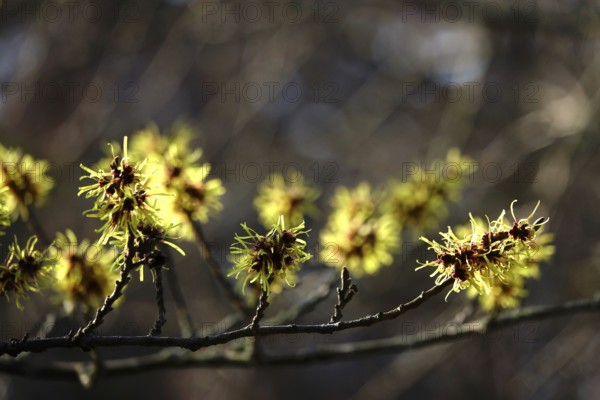 Flowering witch hazel (Hamamelis intermedia), January, Germany, Europe