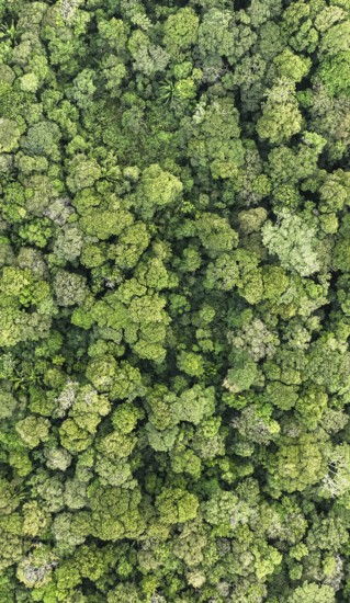 Wallpaper, aerial view, rainforest from above, Tortuguero National Park, Costa Rica, Central