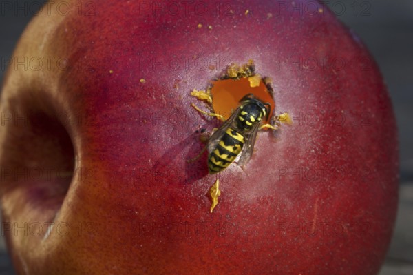 Wasp eating apple, Belgium, Europe