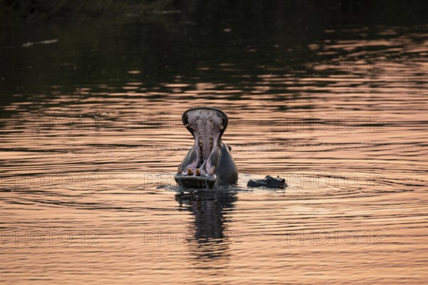 Hippopotamus (Hippopatamus amphibius) yawning, mouth wide open, mother and young, in the water at
