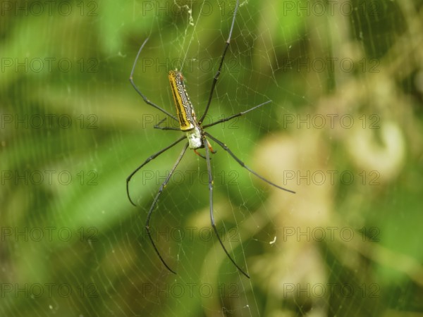 Large spider, silk spider (Nephila Pilipes) in a web, Sulawesi, Indonesia, Asia