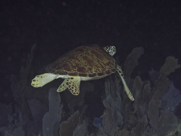 Sea turtle, hawksbill turtle (Eretmochelys imbricata imbricata), swimming over corals at night.