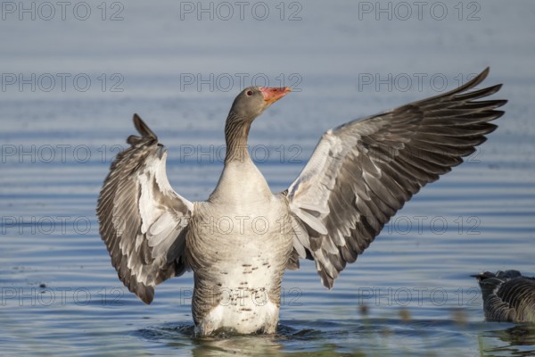 Greylag goose (Anser anser), gander flapping its wings, imposing behaviour, Hauke-Haien-Koog nature