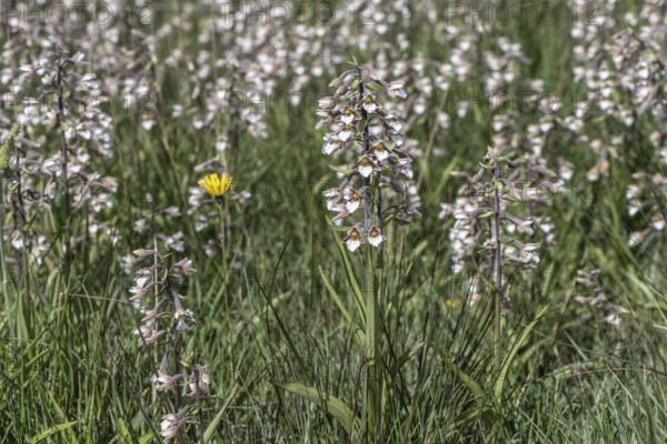 Marsh helleborine (Epipactis palustris), mass population, Emsland, Lower Saxony, Germany, Europe