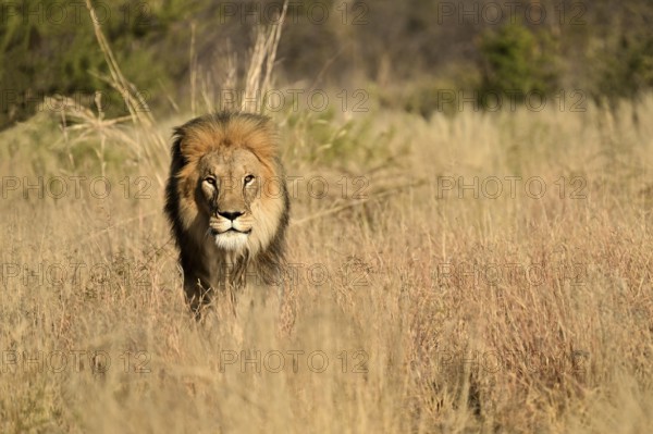 Male lion (Panthera leo) pacing through the tall grass in the savannah, Okonjima Game Farm,