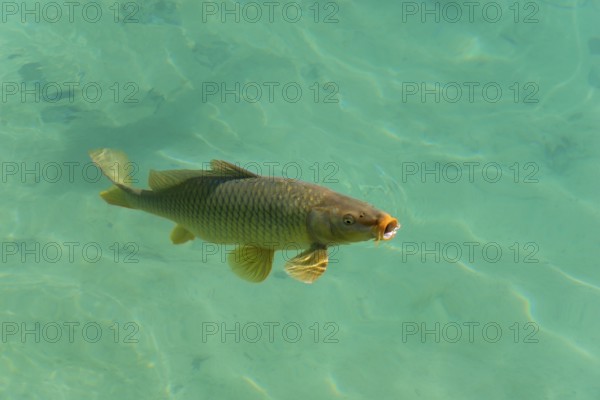 A single fish swimming in clear, transparent water, wild carp (Cyprinus carpio), Baño de las Mulas,