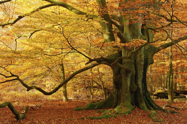 Huge old beech tree in the Hutewald forest in full autumn colour, natural monument, Sababurg