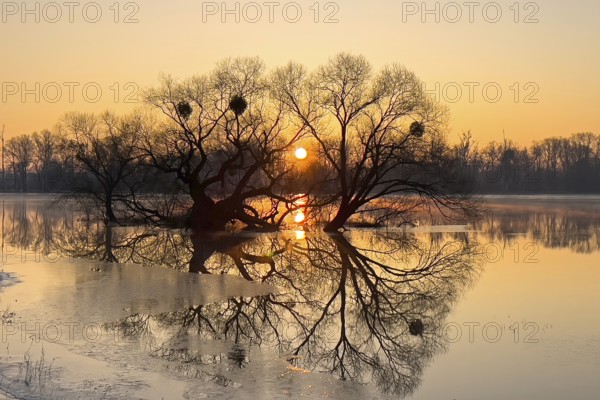 Flood, flood protection, flood plain, pasture, dike protection, dike on the Elbe, flooding,