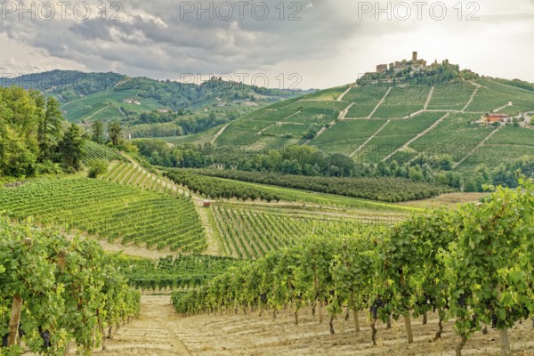 Langhe wine region, back Castiglione Falletto, province of Cuneo, Langhe, Piedmont, Italy, UNESCO