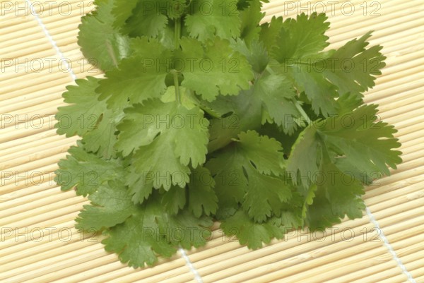 Leaf (umbelliferae) coriander (Coriandrum sativum), coriander, true coriander, plant species in the