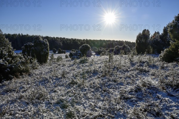 Snow-covered landscape in the Lüneburg Heath nature Park, near Haverbeck, Heidekreis district,