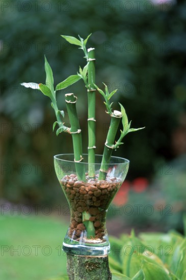 Lucky bamboo (Dracaena sanderiana) in Bowl