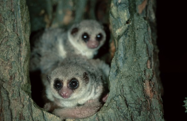 Lesser (Cheirogaleus medius) Dwarf Lemurs, Berenty, Madagascar, Africa